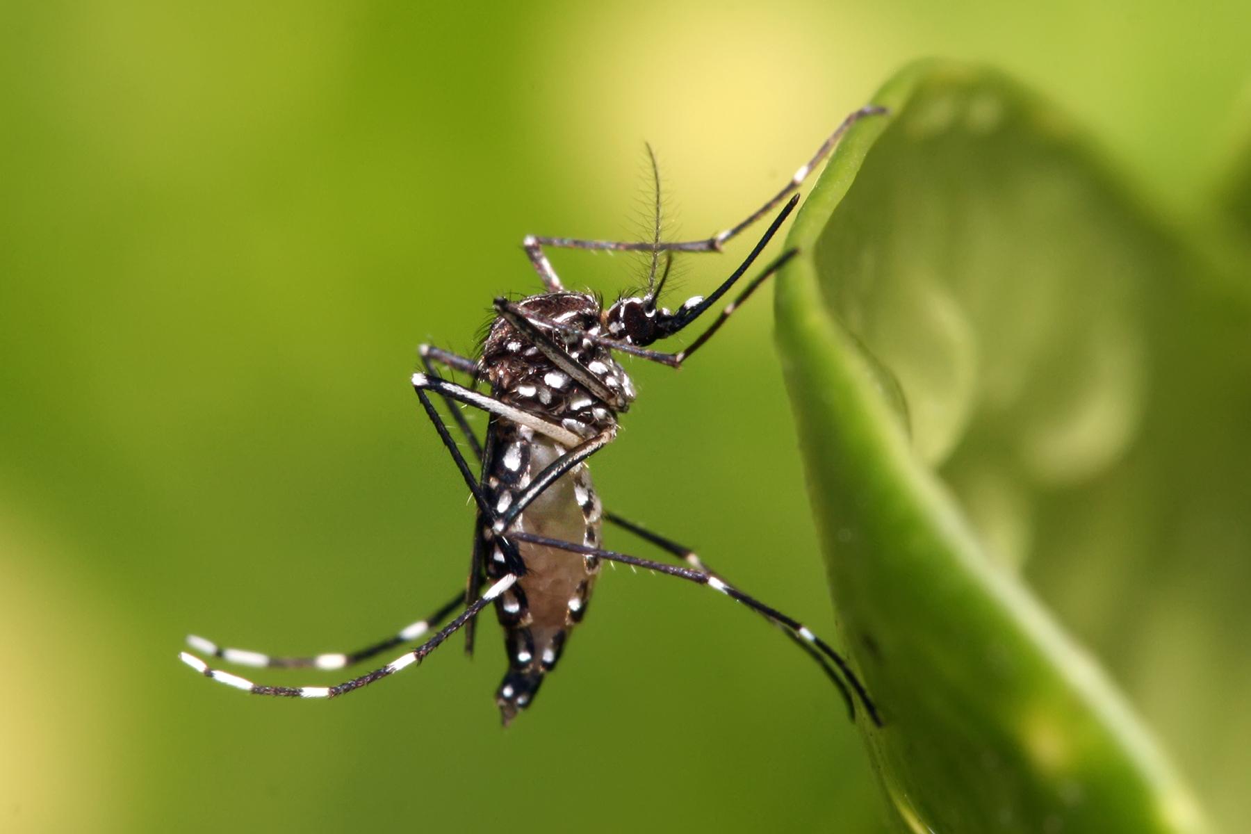 研究團隊以雌性埃及斑蚊(Aedes aegypti)做實驗。(互聯網)