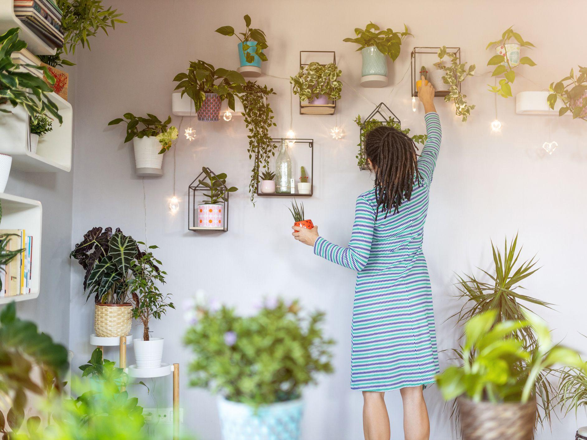 植物