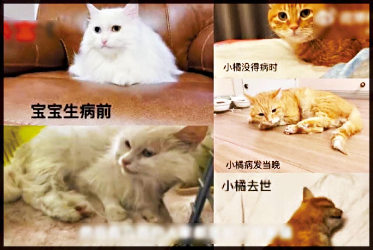 貓糧中毒