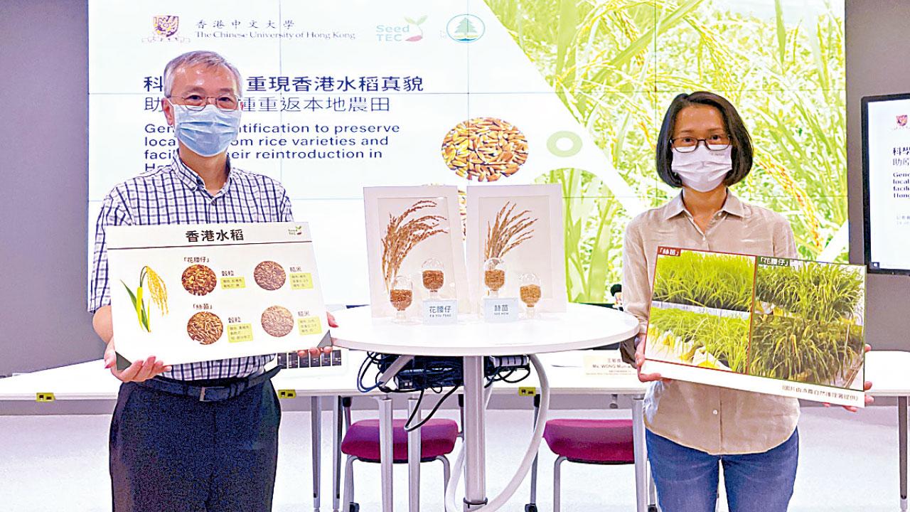 中大聯漁護署重現兩失傳本土水稻 港人有望一嘗「獨特香味」