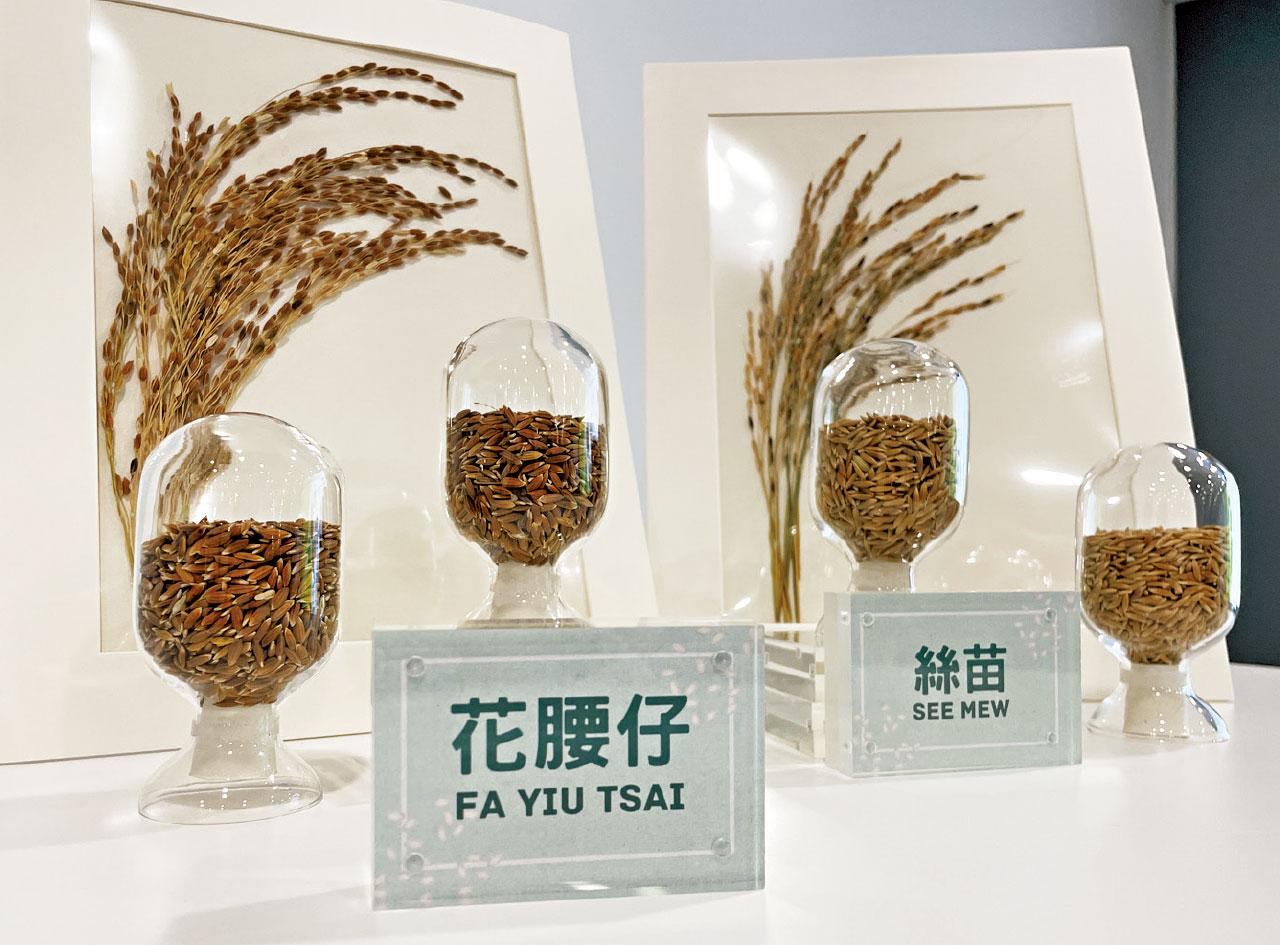 中大聯漁護署重現兩失傳本土水稻 港人有望一嘗「獨特香味」