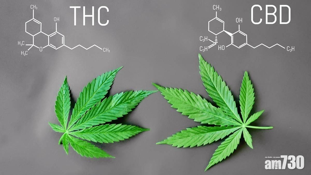 政府擬今年修例禁售大麻二酚cbd產品 Am730