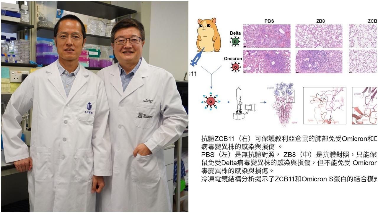 港大和科大研究團隊,發現廣譜中和抗體ZCB11,對所有受關注變異株,顯示出有效的抗病毒活性。右起港大醫學院教授陳志偉和科大理學院生命科學部助理教授黨尚宇。(港大科大圖片)