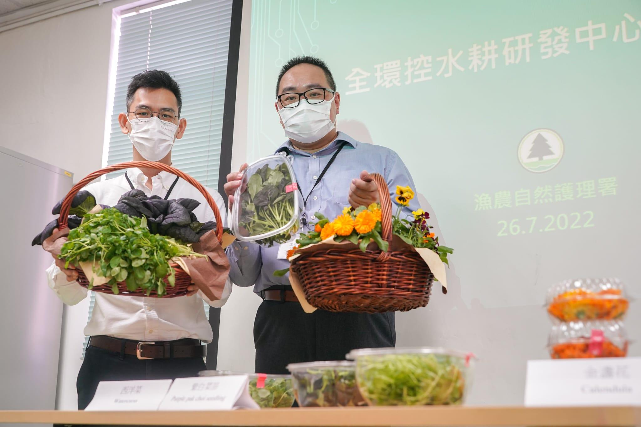 漁護署今次推介的品種是較適合在寒冷天氣生長,利用環控水耕技術則可以調節溫度,達至全年生產。(李睿哲攝)