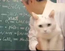 前年遼寧有中學化學老師上網課時,強迫校園貓「營業」,希望學生集中精神看鏡頭聽書。(互聯網)