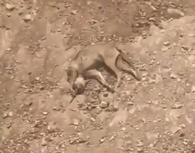 流浪狗被射殺。(互聯網)
