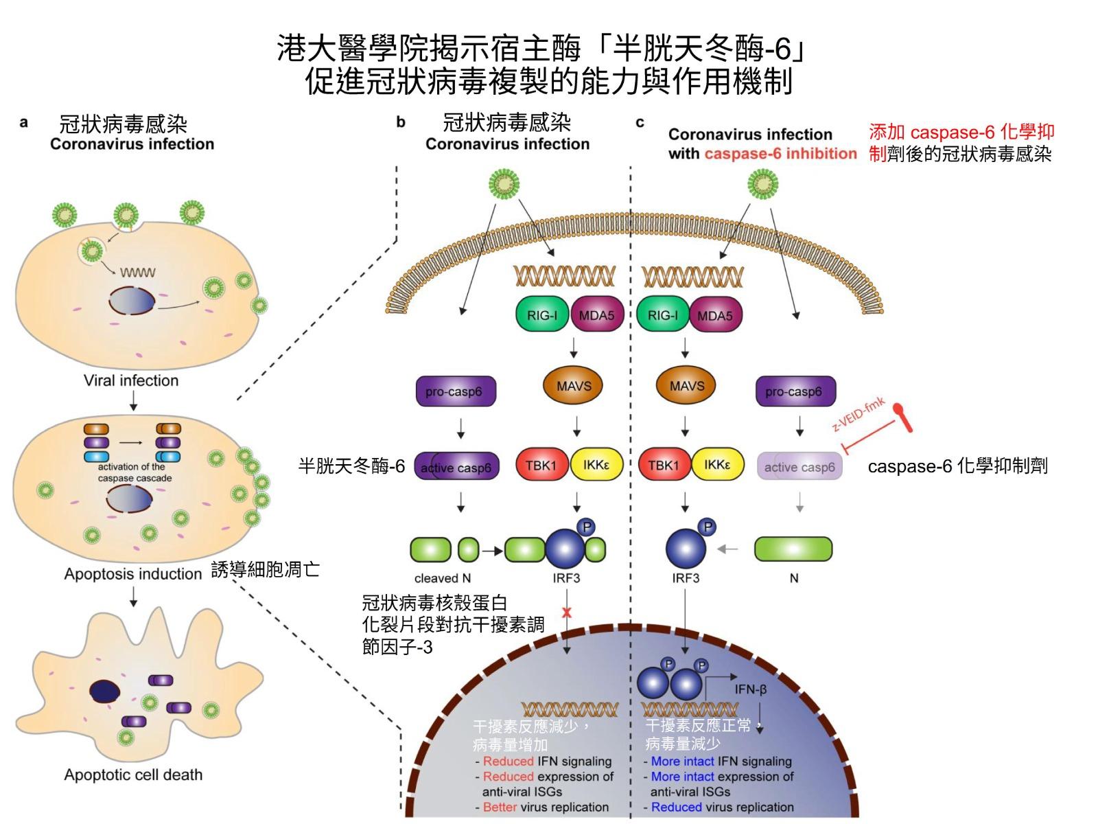 港大醫學院研究揭示冠狀病毒如何利用宿主的抗病毒防禦機制進行高效複製。(港大醫學院圖片)