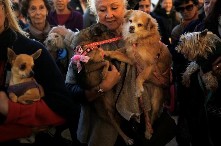 西班牙政府批准第二輪動物保護法修正案,將加強保障動物權益。(資料圖片)