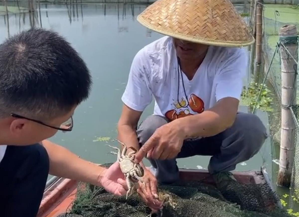 今年的陽澄湖大閘蟹因為天氣太熱而生長緩慢,無法趕在中秋節前夕上市。(互聯網)