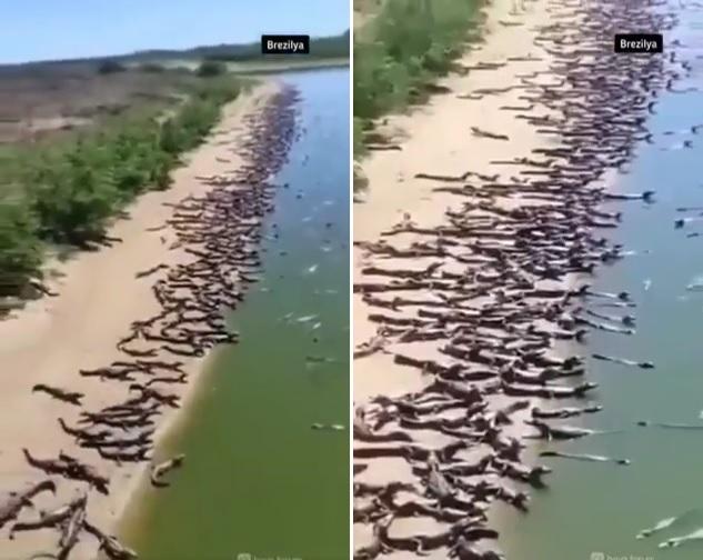 大批鱷魚聚集沙灘上,十分嚇人。(互聯網)
