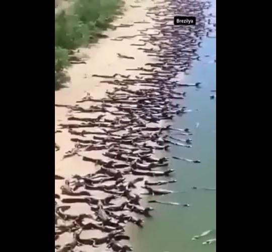 大批鱷魚擠在沙灘上。(互聯網)