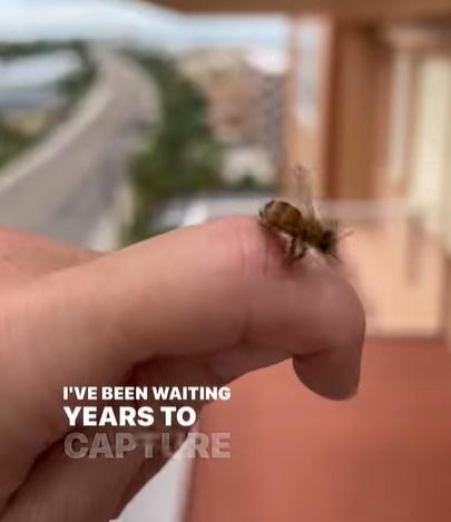 蜜蜂螫人會後悔?為逃死劫瘋狂轉圈,結果…。(IG)