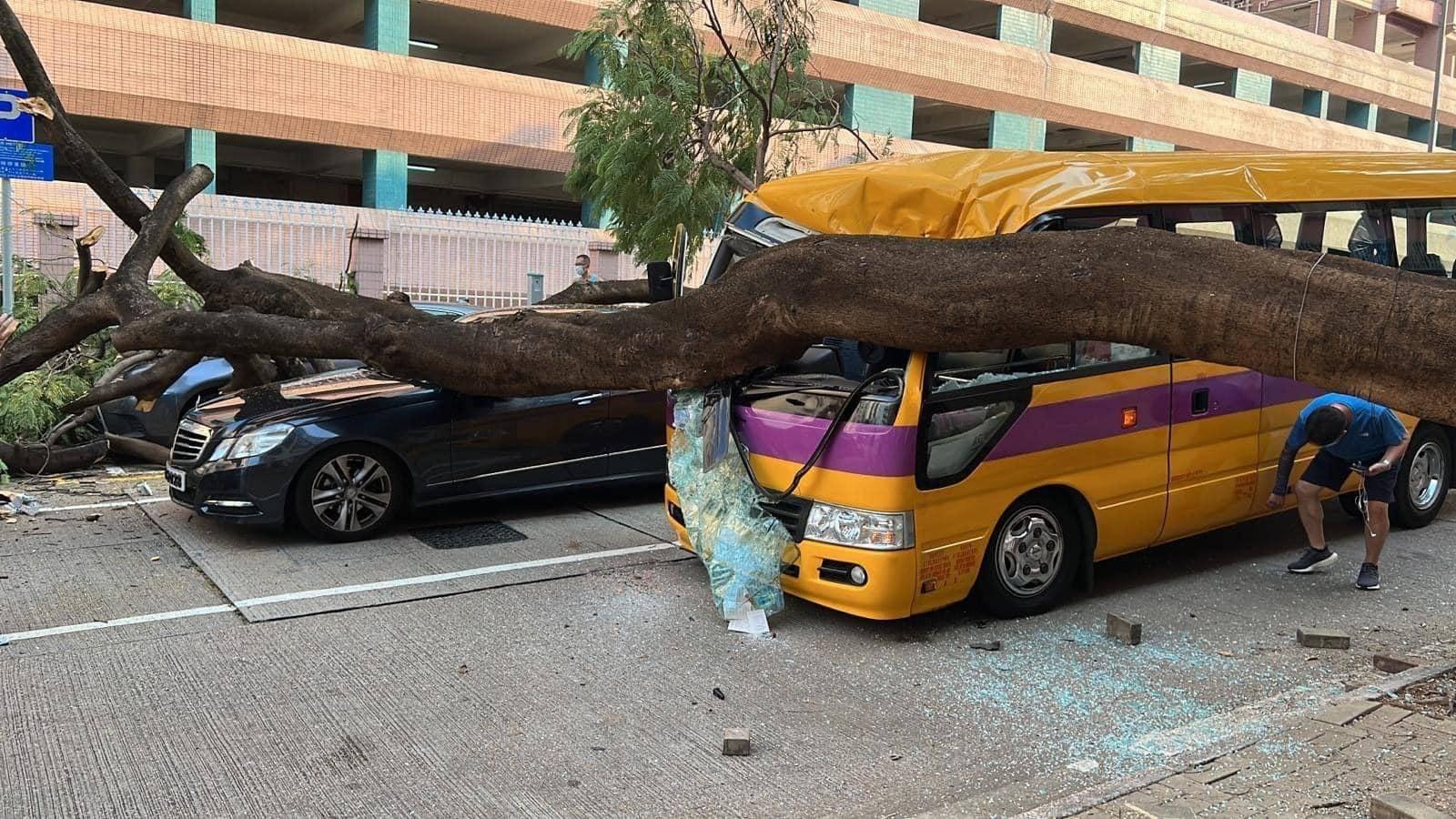 政府月內目測全港逾萬棵鳳凰木 專家:相關方式全世界都使用