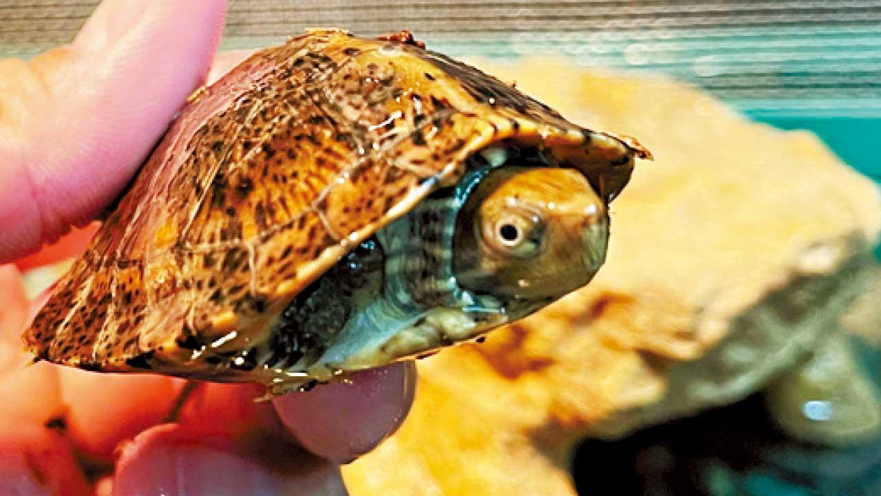 專家憂港野生淡水龜或絕種 海洋公園成功工繁殖眼斑水龜