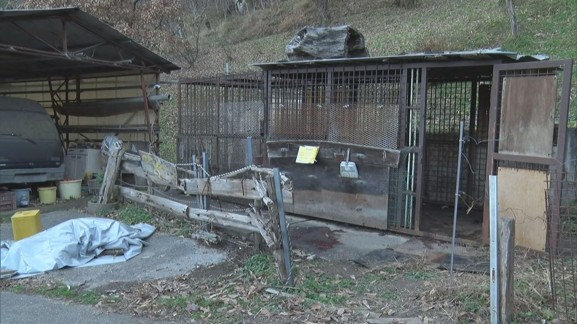 日本七旬翁遭飼養逾20年寵物熊襲擊致死,熊人最終被擊斃。(YouTube)