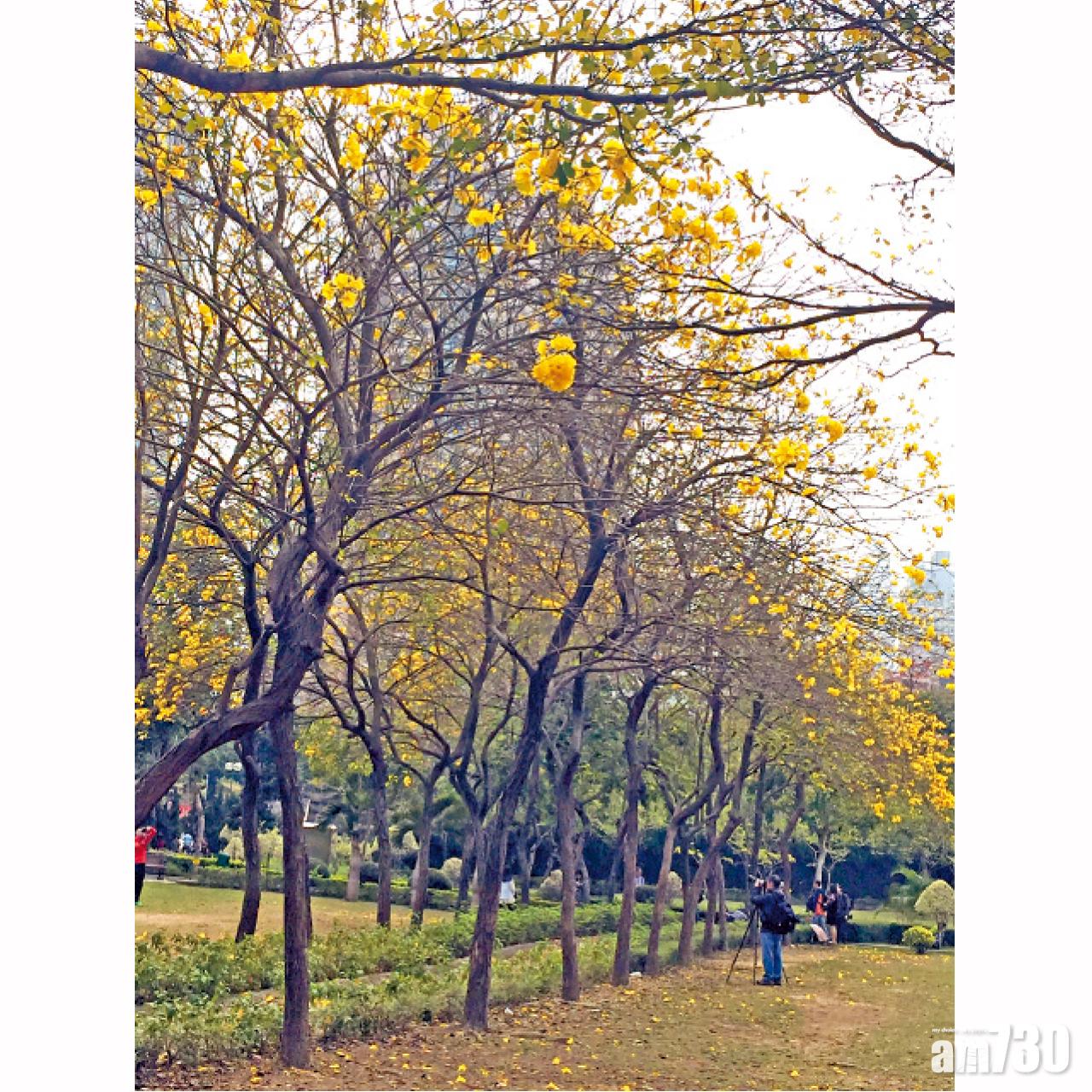 每年三、四月,春暖花開,南昌公園內的九十多棵黃花風鈴木便大放異彩,吸引大批市民專程到訪拍照留念。