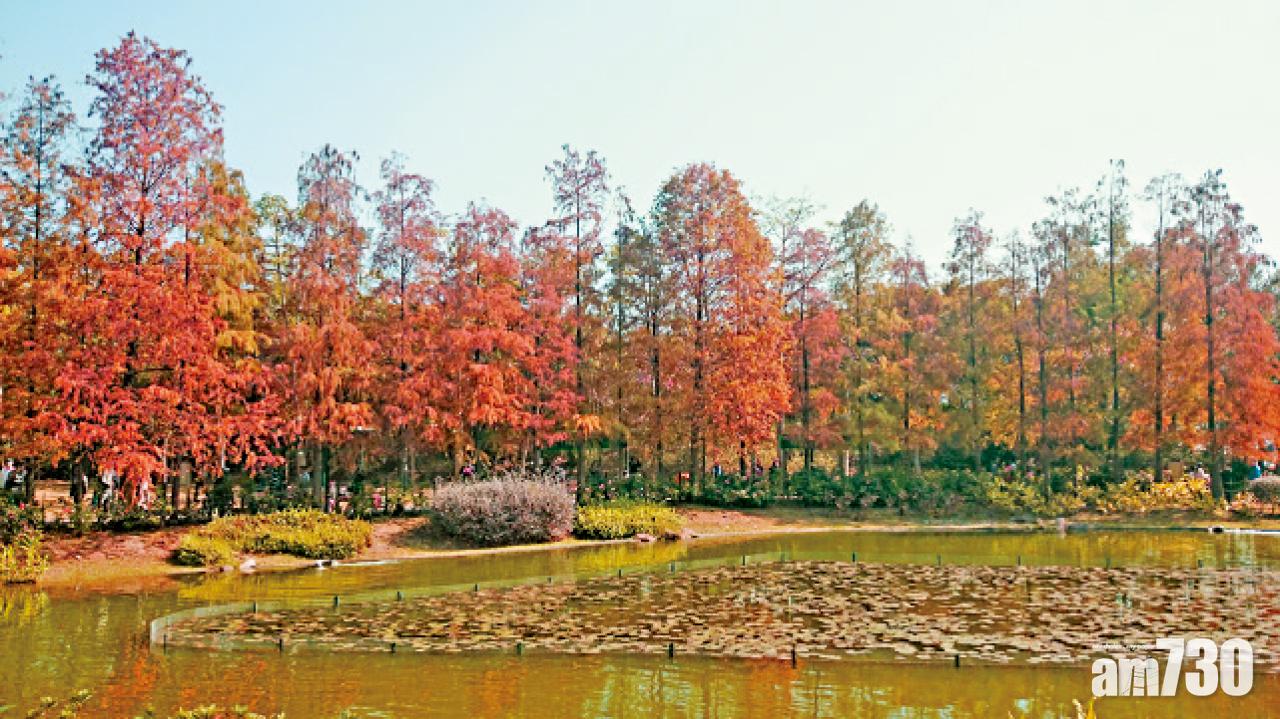 青衣公園內湖畔種有一排落羽杉和水松,一到秋冬時節,樹木泛黃轉紅,意景幽美。