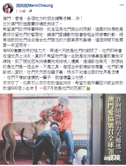 七月大限將至張美妮呼籲領養格力犬 Am730