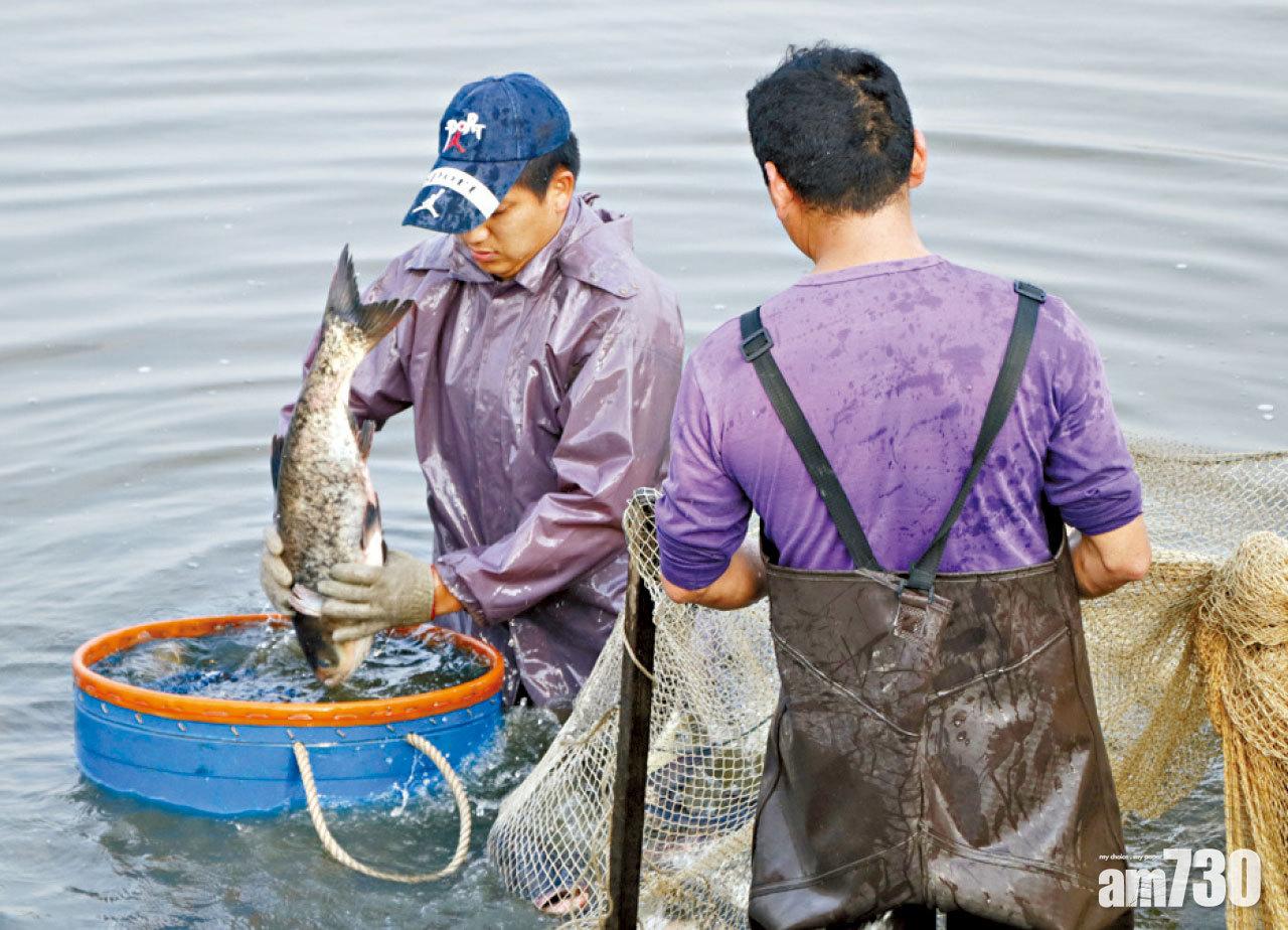 傳統養魚文化有助濕地保育。(陳奕釗攝)