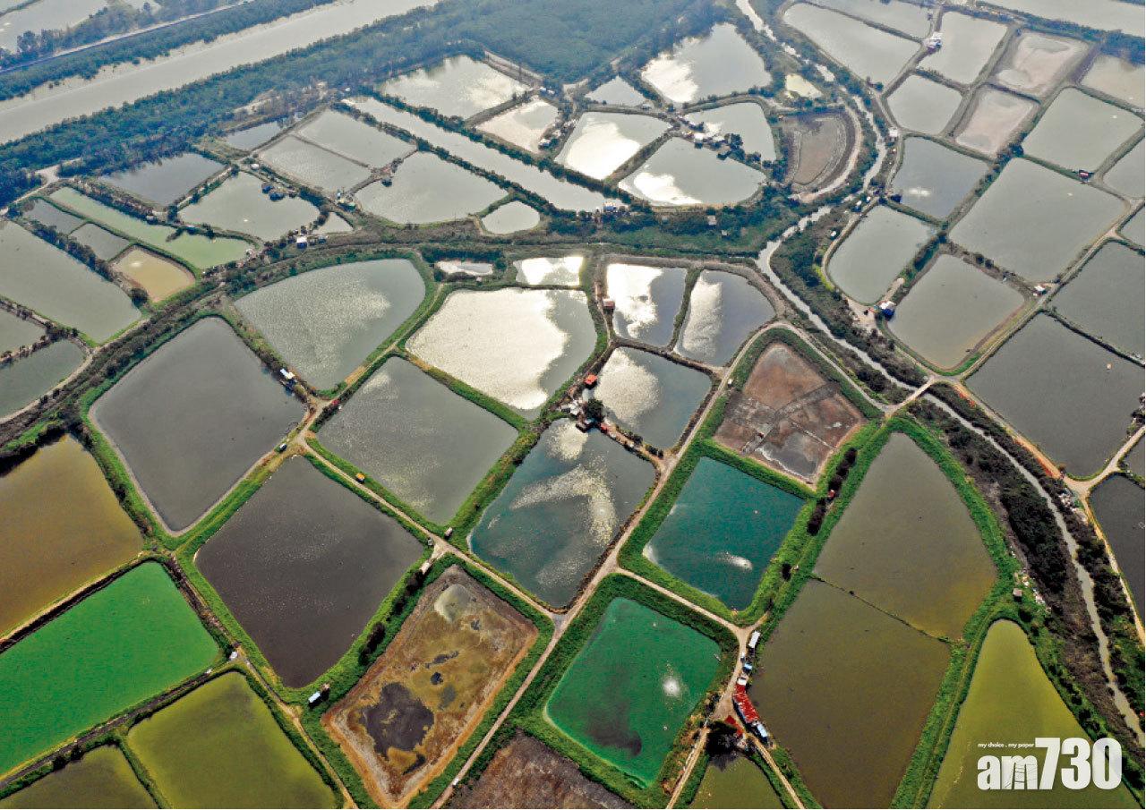 黎來就的魚場有約600畝地,他指這類中型場香港只餘5至6個。(陳奕釗攝)
