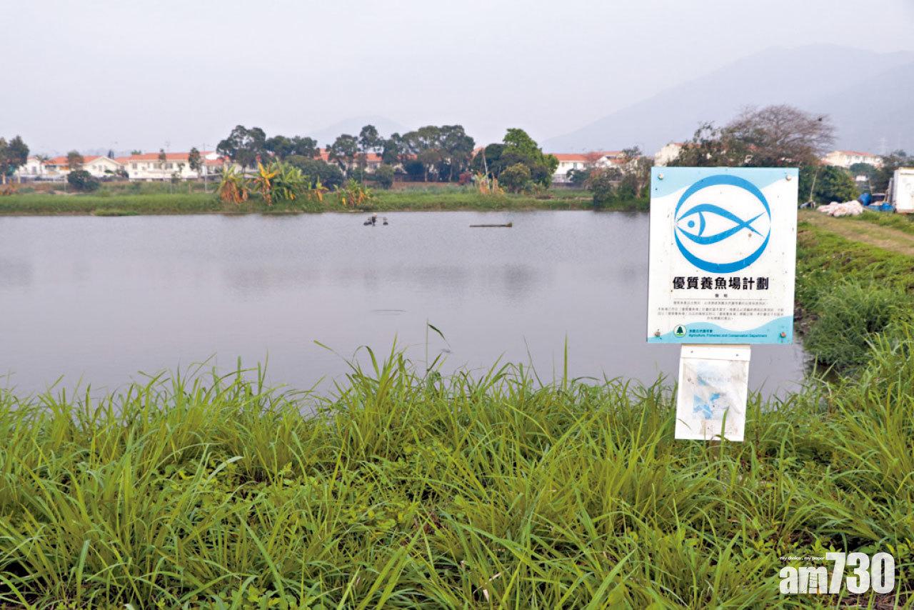 后海灣部分魚塘領有「優質標誌」,惟一般仍不夠內地市場「鬥」。(陳奕釗攝)