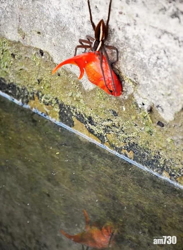 蜘蛛把金魚拖上水。(互聯網)