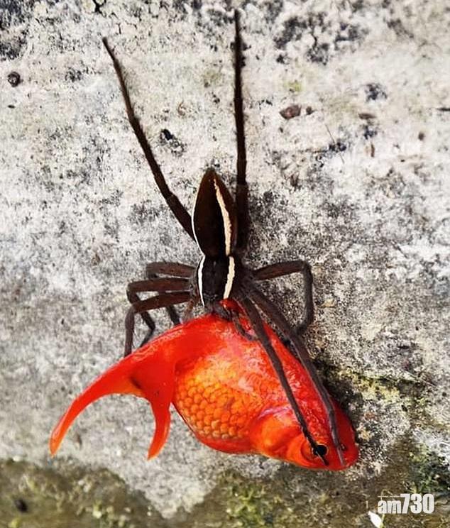 蜘蛛捕獵比牠重很多的金魚。(互聯網)