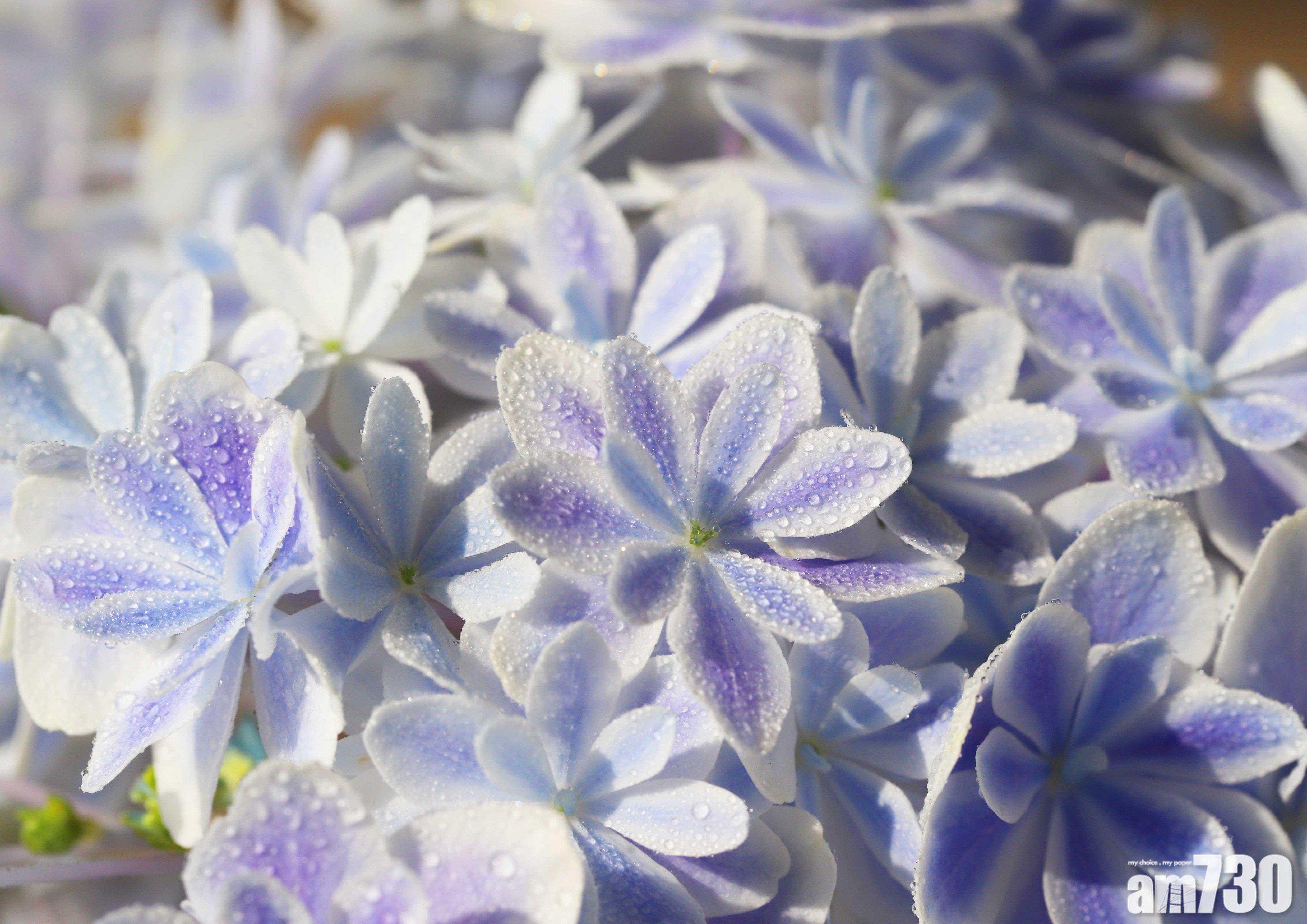 日本超夢幻新品種繡球花 萬華鏡 Am730