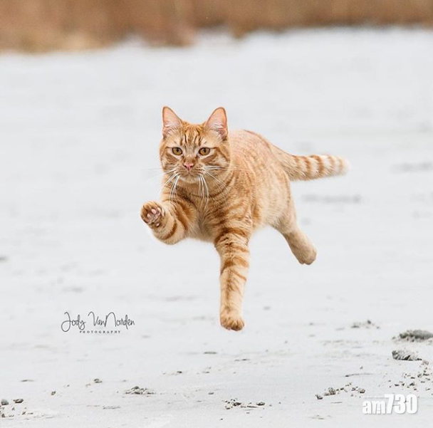 南瓜還是十分喜歡到沙灘和海邊玩耍。 (圖片來源Ig: iispumpkincat)