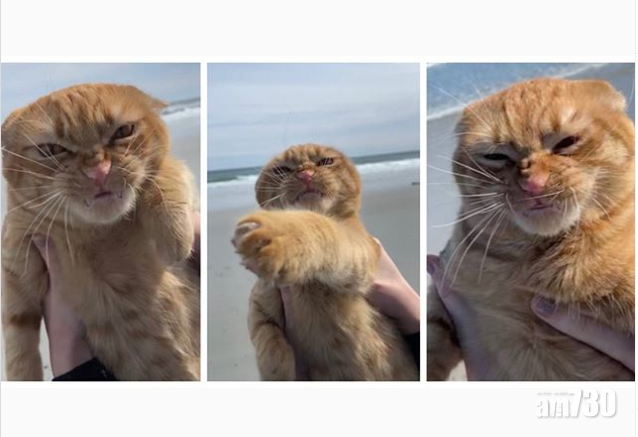 南瓜的臭臉照得到了網民的喜愛! (圖片來源Ig: iispumpkincat)