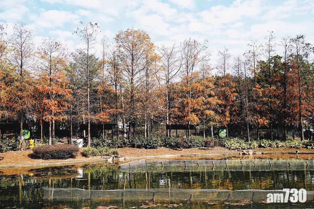 青衣公園被稱為「港版加拿大湖景」。(圖片來源:instagram@cwo.foto)