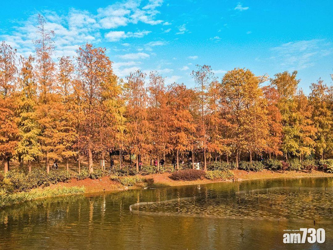 人工湖加上楓葉,實在是絕景。(圖片來源:instagram@travelwithmefromnowon)