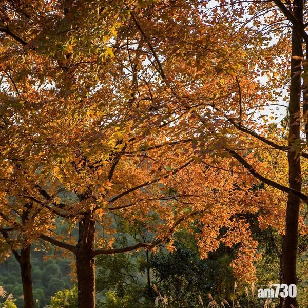 大棠的官方網站定時更新紅葉的狀況。(圖片來源:元朗網站)