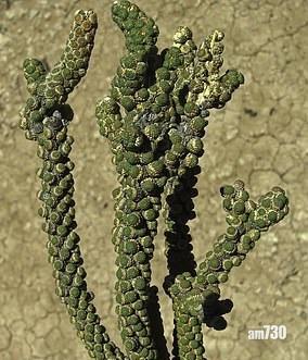 Tiganophyton karasense。(互聯網)
