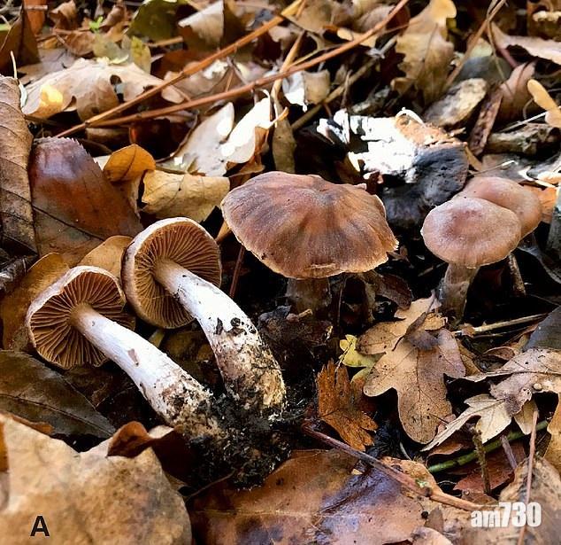 今年新命名的包括不少菌類,例如這款Cortinarius heatherae,在希思羅機場附近發現。(互聯網)