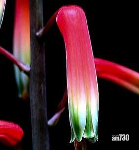 它叫Aloe rakotonasoloi。(互聯網)
