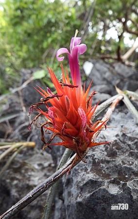 它命名為Acanthostachys calcicola。(互聯網)