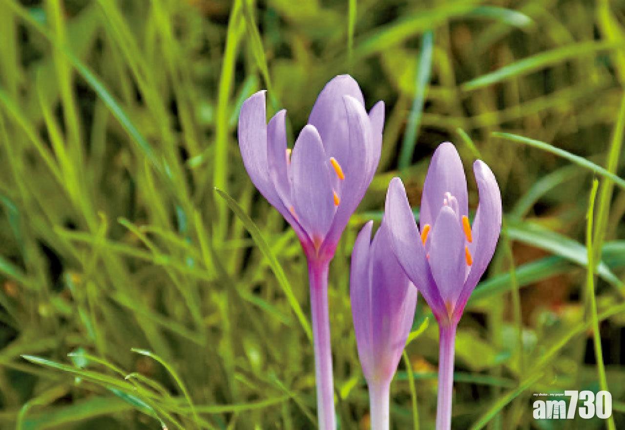 秋水仙 舊藥新用 Am730