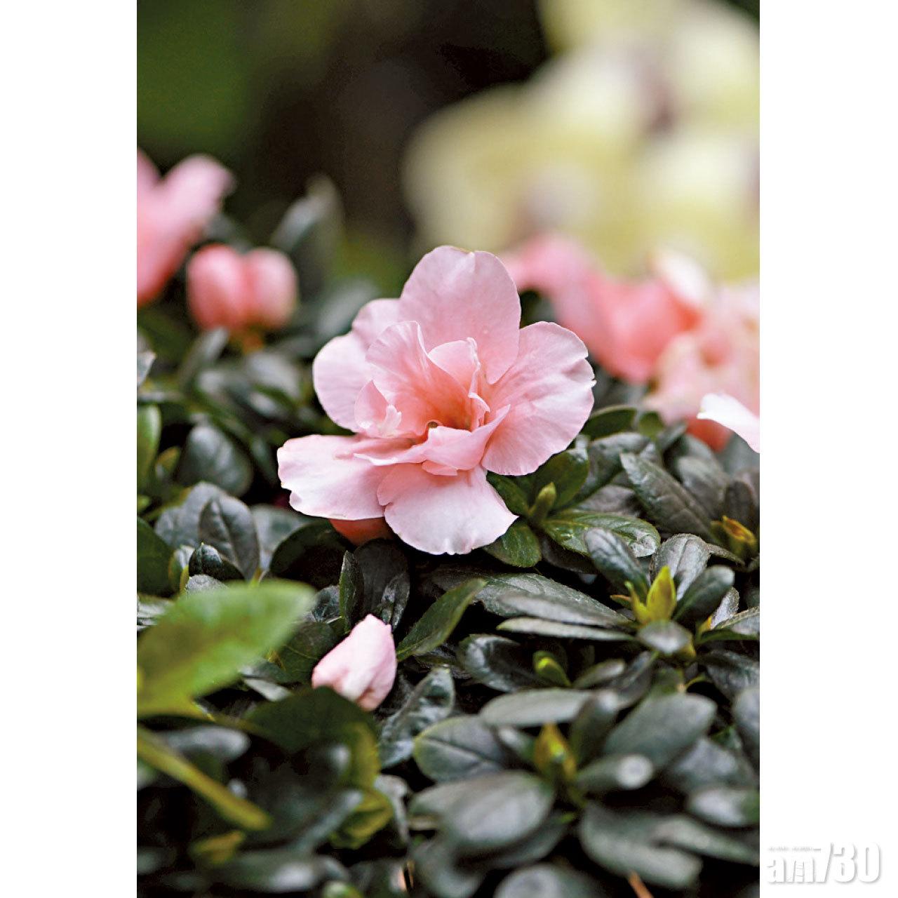 香港花卉展覽 移師網上家中欣賞 花中西施 Am730