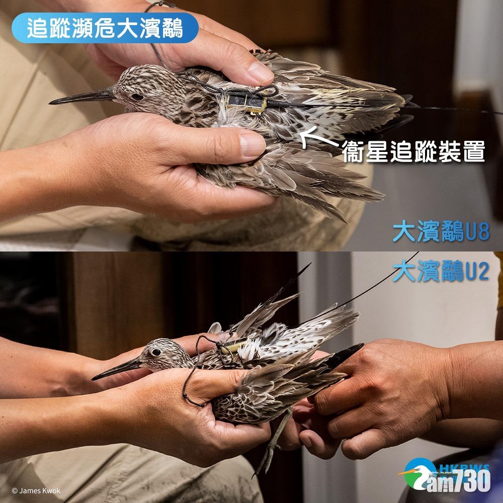 觀鳥會首推衛星追蹤計劃,公眾可為2隻被選瀕危大濱鷸改名。(香港觀鳥會Facebook)