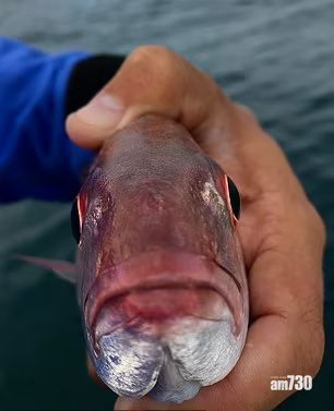 恐怖 魚口裡驚現 異形 寄生物食掉舌頭 鵲巢鳩佔 Am730