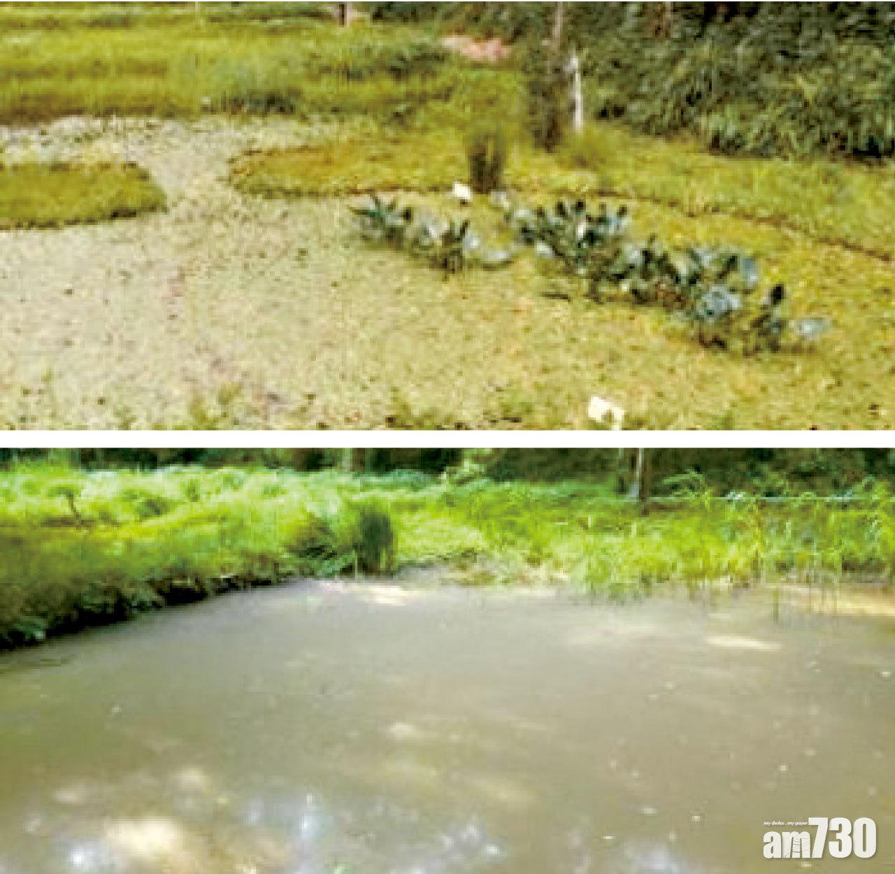 神奈川縣池塘本具生物多樣性(上),被小龍蝦入侵後變得渾濁(下)。