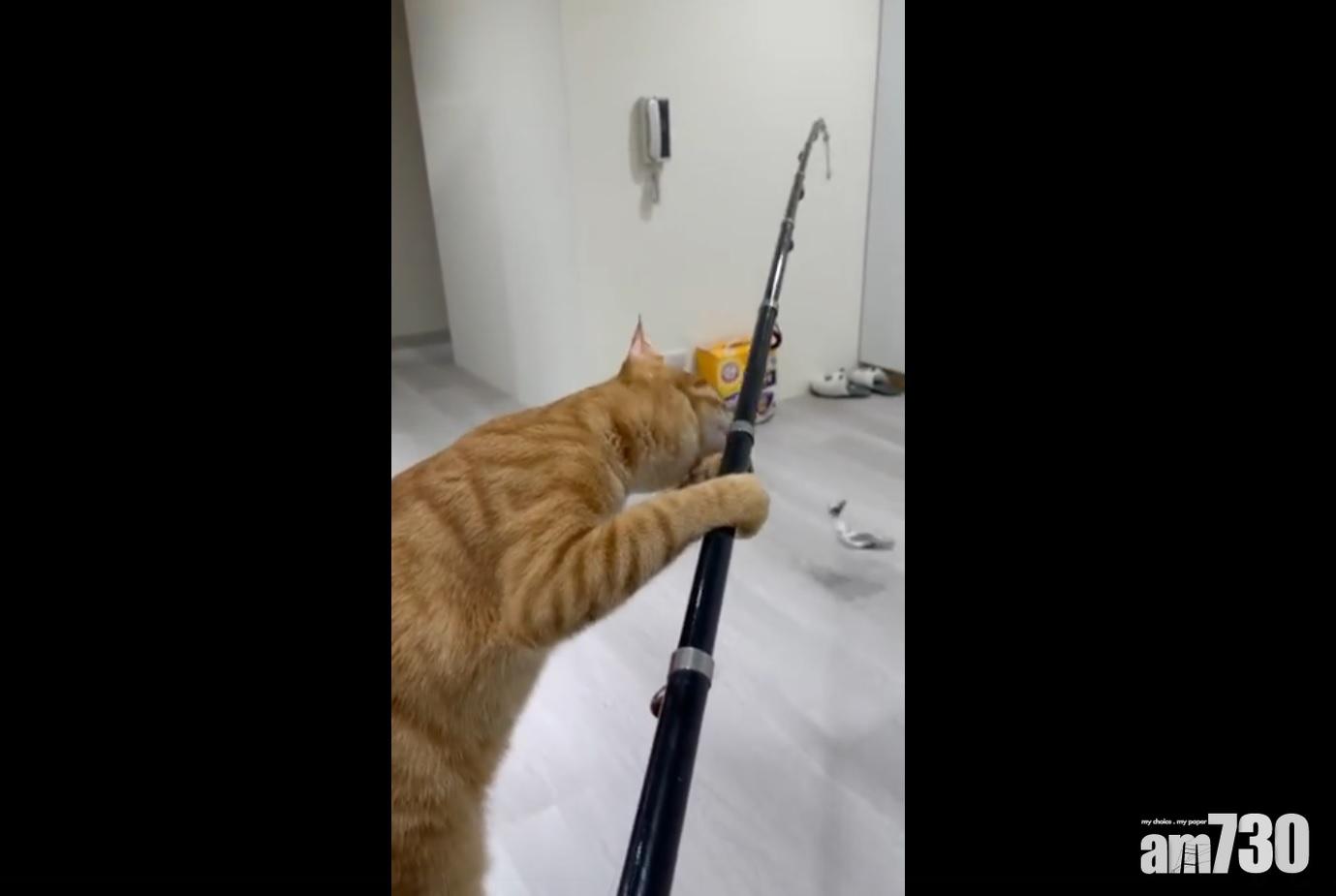 貓貓愛魚竿不屑假魚,網友聯想到不如授之以漁。(fb「貓咪也瘋狂俱樂部」截圖)