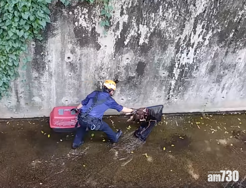 愛協督察分別於本月1及2日到場後先後拯救六隻貓。 (愛協FB)
