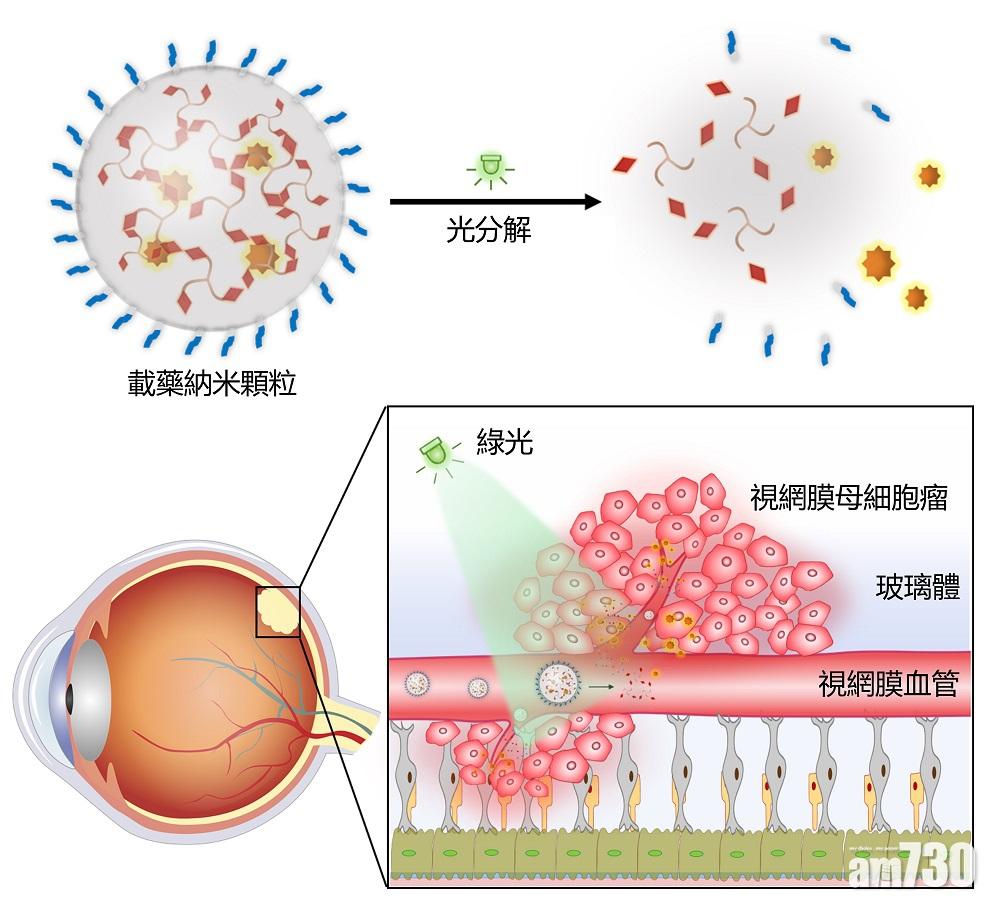三枝狀小分子可與疏水性藥物自組成納米顆粒,並於綠光照射下分解及釋放藥物。