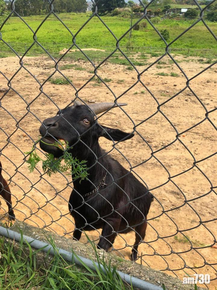 小蜜蜂農莊內有不少動物,小朋友可以親親大自然。