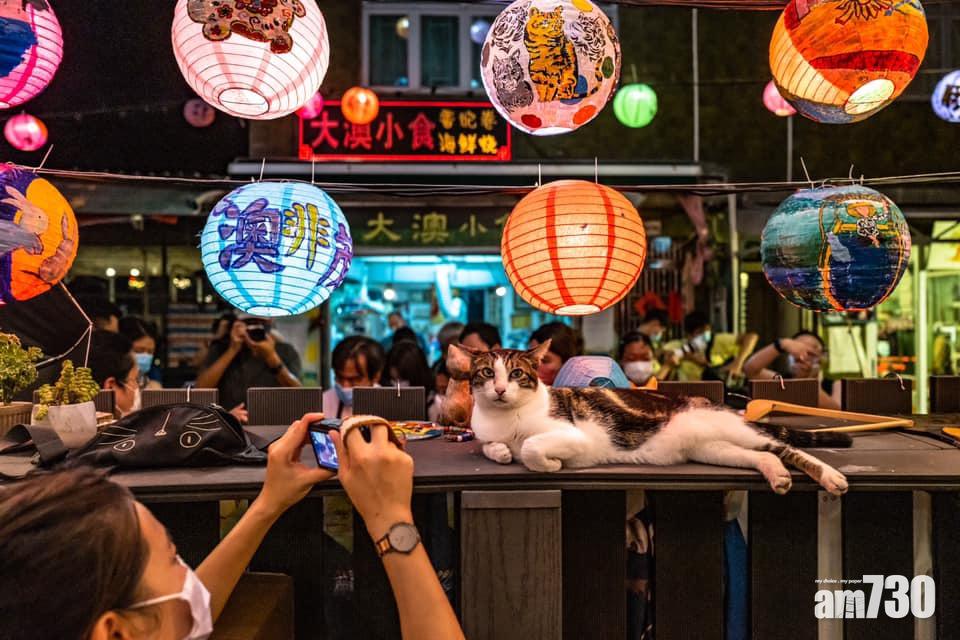 花燈節可以同貓貓打下卡。