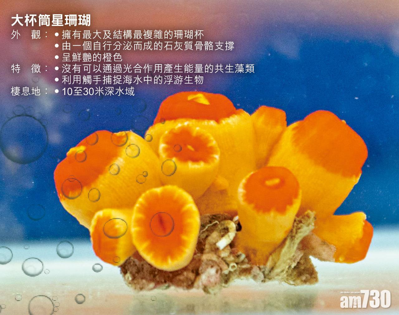 大杯筒星珊瑚