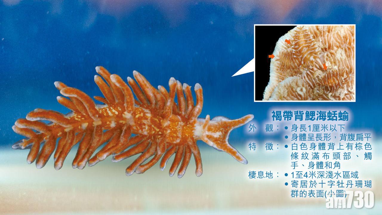 褐帶背鰓海蛞蝓
