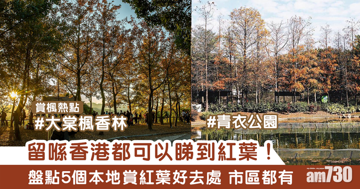 紅葉2021|唔使出國都睇到紅葉? 盤點5個香港睇紅葉好去處附交通
